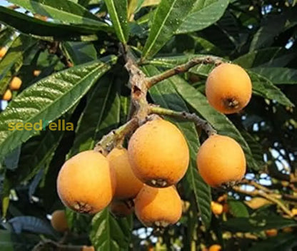 Orange Loquat Medlar Fruit Tree Seeds For Planting heirloom non-gmo organic garden seeds