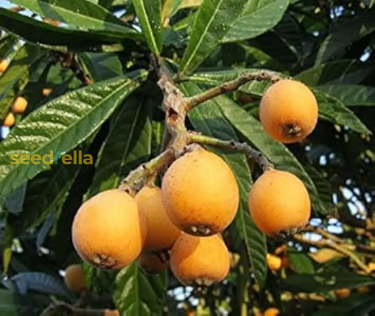 Orange Loquat Medlar Fruit Tree Seeds For Planting heirloom non-gmo organic garden seeds