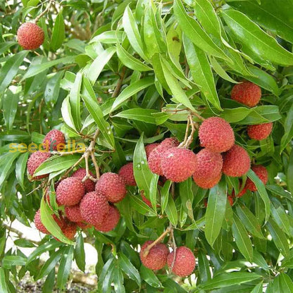Orange Litchi Fruit Seeds for Planting - Grow Your Own Litchi Trees