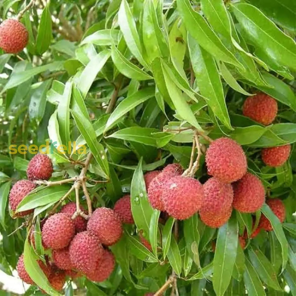Orange Litchi Fruit Seeds For Planting Grow Your Own Litchi Trees heirloom non-gmo organic garden seeds