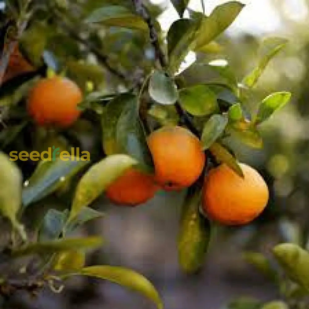 Orange Mandarin Seeds For Home Gardening Plant And Grow Fresh Oranges heirloom non-gmo organic garden seeds