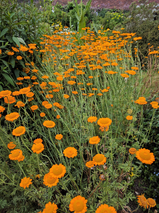 Orange Marguerite Daisy Anthemis Sancti Johannis Cota Tinctoria Flower Seeds heirloom non-gmo organic garden seeds