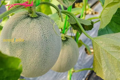 Orange Melon Vegetable Seeds for Easy Planting