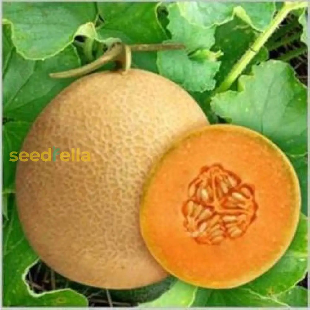 Orange Muskmelon Fruit Seeds Planting Seeds heirloom non-gmo organic garden seeds