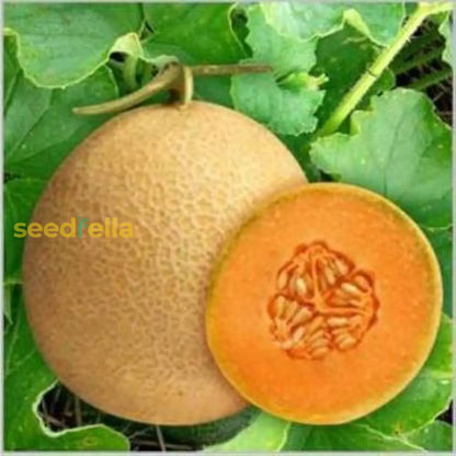 Orange Muskmelon Fruit Seeds Planting Seeds heirloom non-gmo organic garden seeds