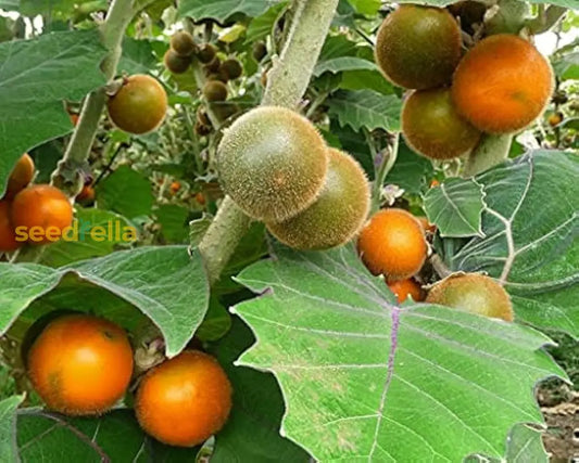 Orange Naranjilla Lulo Seeds For Planting Grow Exotic Tropical Fruit At Home heirloom non-gmo organic garden seeds