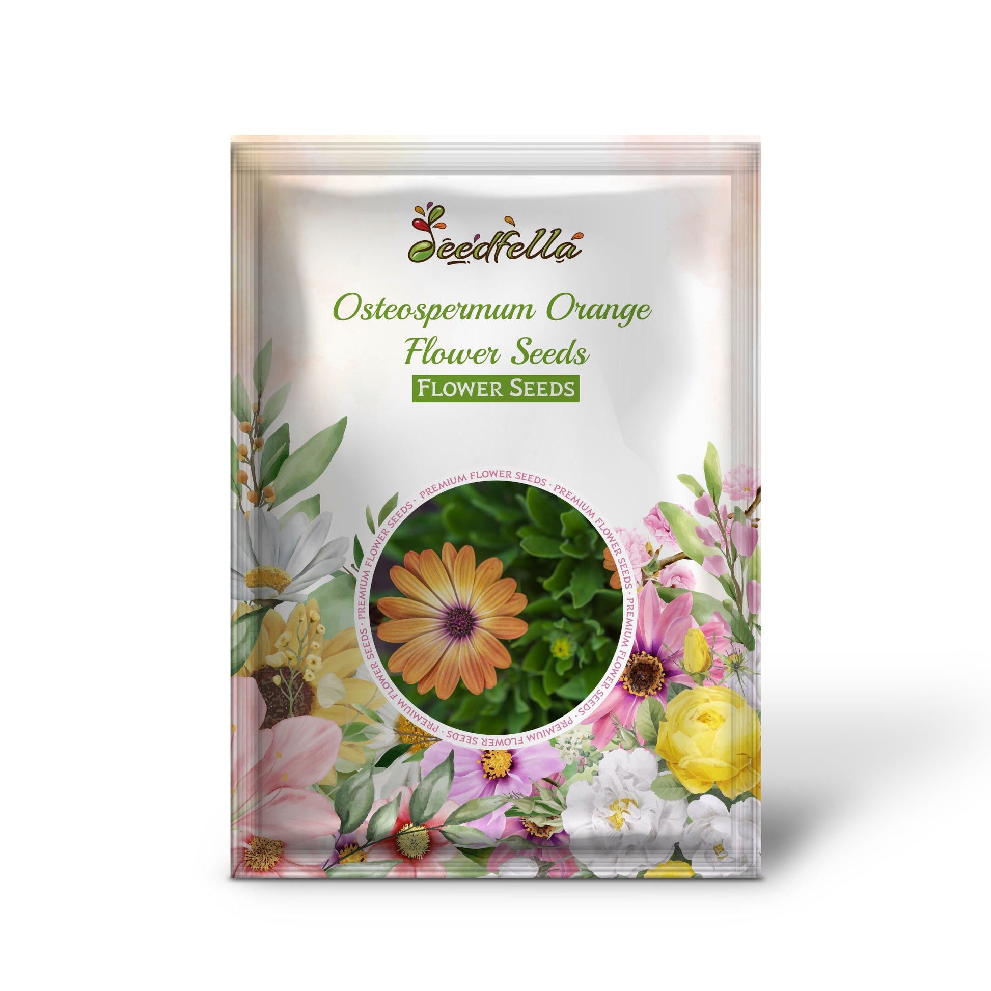 Orange Osteospermum Flower Seeds for Garden Borders and Beds