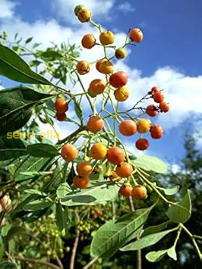 Orange Ovata Bahama Tree Seeds For Planting heirloom non-gmo organic garden seeds