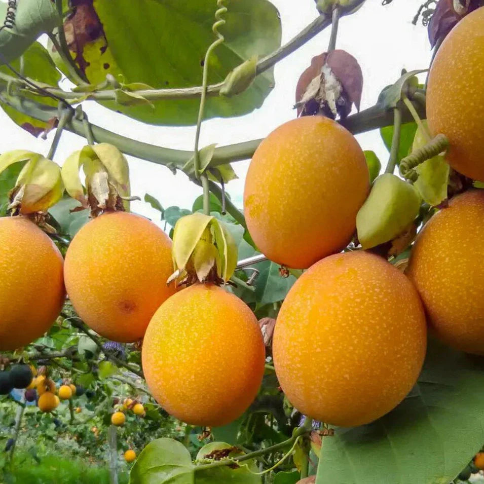Orange Passion Fruit Seeds For Planting Grow Exotic Passiflora Edulis heirloom non-gmo organic garden seeds