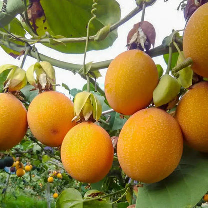 Orange Passion Fruit Seeds For Planting Grow Exotic Passiflora Edulis heirloom non-gmo organic garden seeds