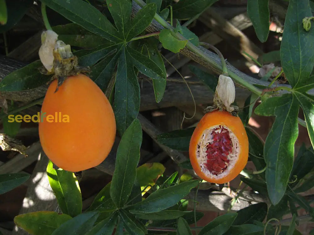 Orange Passion Fruit Seeds For Planting Grow Tropical Fruits At Home heirloom non-gmo organic garden seeds