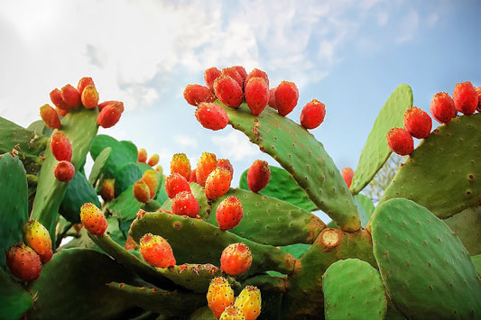 Orange Prickly Pear Cactus Nopal, Indian Fig Opuntia Ficus Indica Fruit & Flower Seeds heirloom non-gmo organic garden seeds
