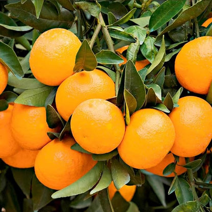 Orange Citrus sinensis Fruit Seeds for Planting in Garden and Orchard