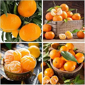 Orange Citrus Sinensis Fruit Seeds For Planting In Garden And Orchard heirloom non-gmo organic garden seeds