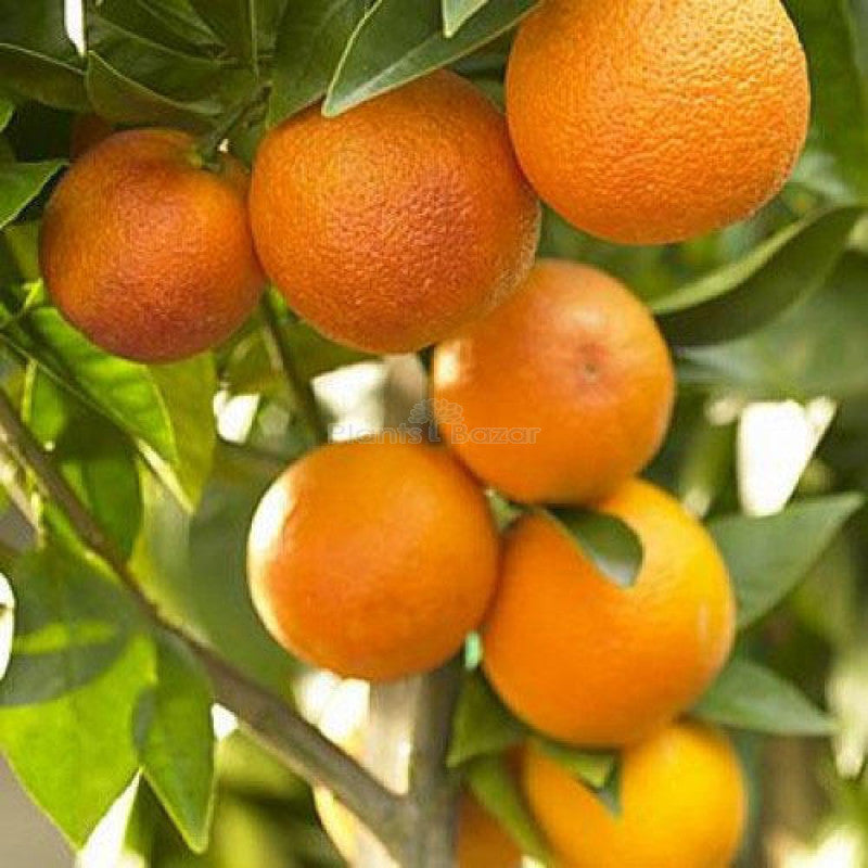 Orange Fruit Seeds For Planting Grow Delicious Oranges At Home heirloom non-gmo organic garden seeds