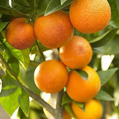 Orange Fruit Seeds For Planting Grow Delicious Oranges At Home heirloom non-gmo organic garden seeds