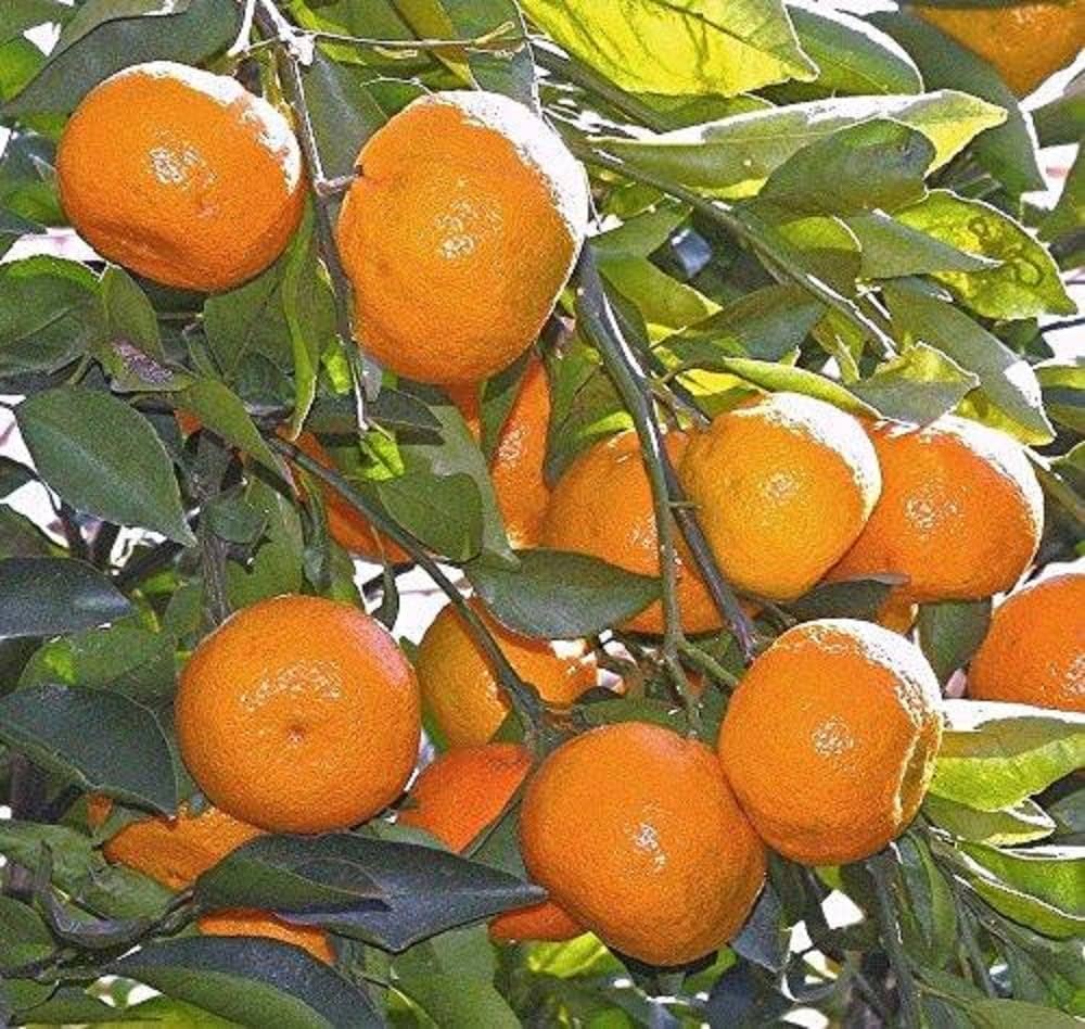 Orange Seeds For Planting Citrus Sinensis Urban Garden Fruit Patch heirloom non-gmo organic garden seeds