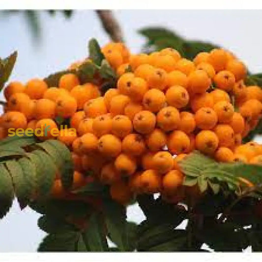 Orange Sorbus Alnifolia Seeds For Fruit Planting Brighten Your Garden! heirloom non-gmo organic garden seeds
