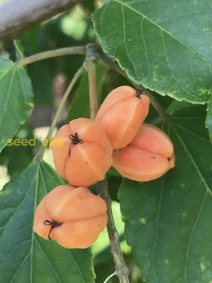Orange Sylvaticus Fruit Planting Seeds Grow Delicious Fruits In Your Garden heirloom non-gmo organic garden seeds