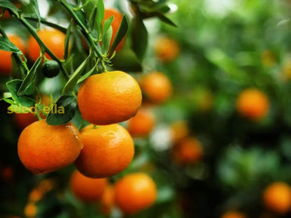 plant tangerine seeds Orange Tangerine Tree Seeds For Planting
