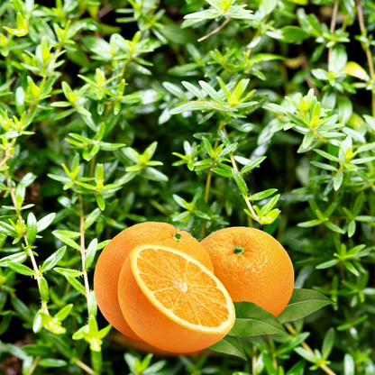 Orange Thyme Thymus Vulgaris 'Fragrantissimus' Orangelo Culinary Herb Seeds heirloom non-gmo organic garden seeds