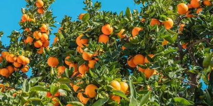 Orange Tree Planting Seeds - Grow Your Own Citrus at Home