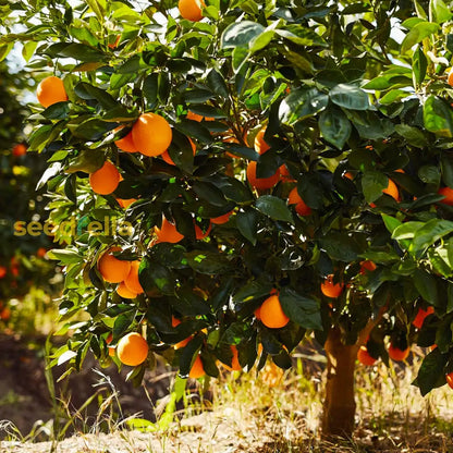 Orange Planting Seeds for Juicy Citrus Fruit - Grow Delicious Oranges