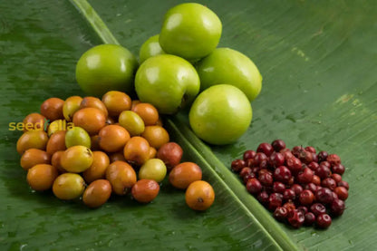 Orange Ziziphus Spinosa Seeds For Planting heirloom non-gmo organic garden seeds