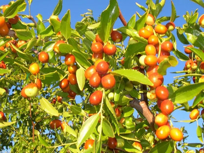 Orange Ziziphus Spinosa Seeds for Planting