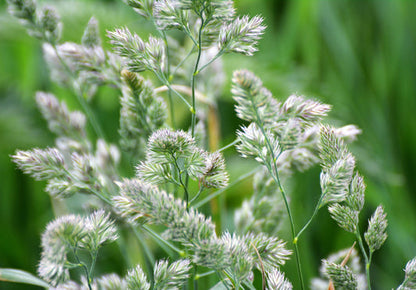 Quickdraw Orchardgrass Dactylis Glomerata Petgrass, Cocksfoot, Cool Season Perennial Bunchgrass Seeds heirloom non-gmo organic garden seeds