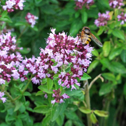 Oregano (Origanum vulgare) Herb Seeds – Purple Butterfly Flower Variety