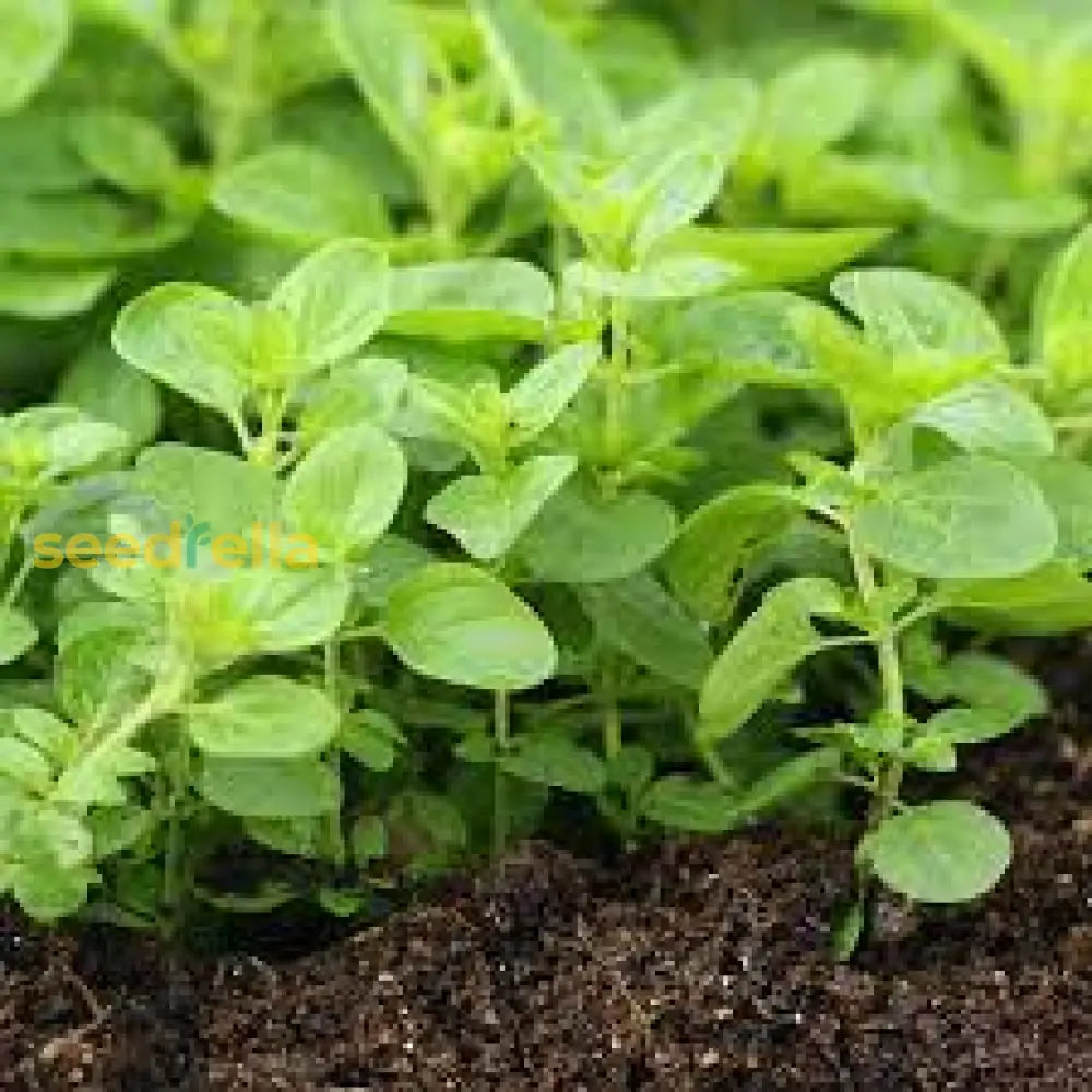 Oregano Herb Seeds For Planting Grow Fresh Flavor heirloom non-gmo organic garden seeds