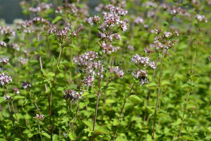 Oregano (Origanum vulgare) Herb Seeds – Purple Butterfly Flower Variety