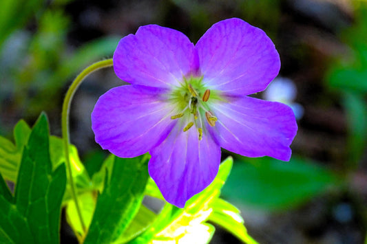 Oregon Geranium Geranium Oreganum Cranesbill Purple Native Flower Herb Seeds heirloom non-gmo organic garden seeds
