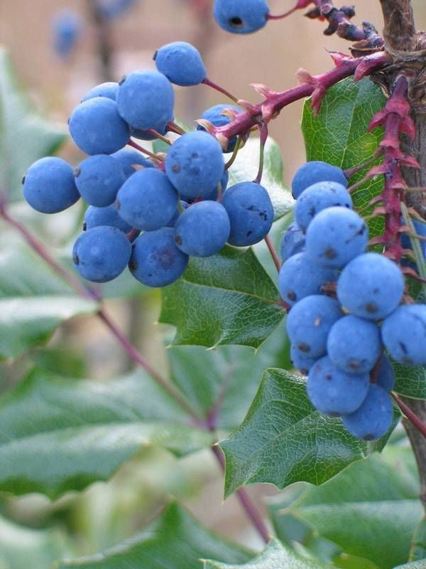 Oregon Grape Grape Seeds - Mahonia aquifolium