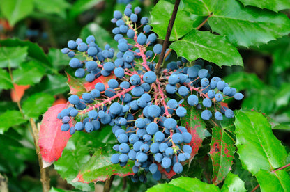 Oregon Grape Holly Fruit Vine Mahonia Aquifolium Seeds heirloom non-gmo organic garden seeds