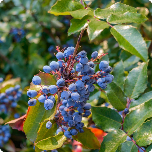 Oregon Grape Grape Seeds Mahonia Aquifolium heirloom non-gmo organic garden seeds