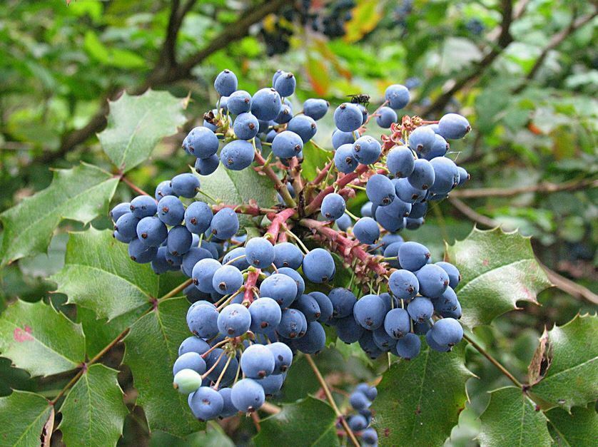 Oregon Grape Grape Seeds - Mahonia aquifolium