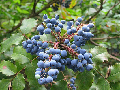 Oregon Grape Grape Seeds - Mahonia aquifolium