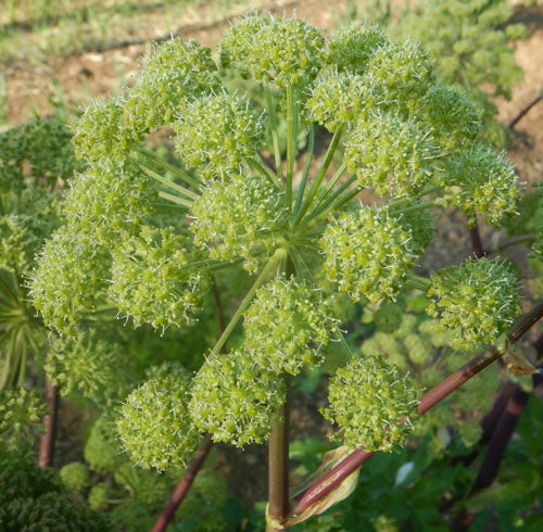 Angelica Angelica Archangelica – Organic Seeds heirloom non-gmo organic garden seeds