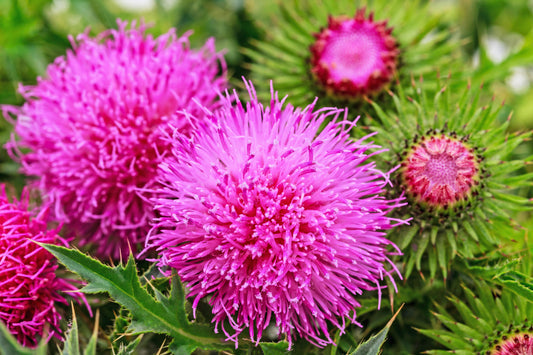 Organic Blessed Milk Thistle Silybum Marianum Hummingbird Purple Flower Seeds heirloom non-gmo organic garden seeds