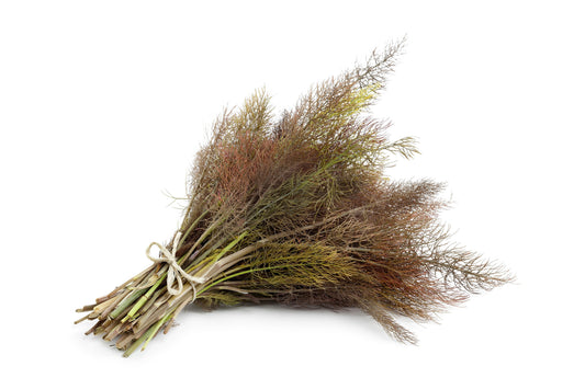 Organic Bronze Fennel Foeniculum Vulgare Purpureum Herb With Bronze Foliage & Yellow Flowers Seeds heirloom non-gmo organic garden seeds