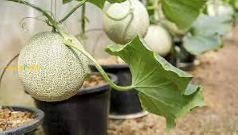 Cantaloupe Seeds for Planting: Cream Variety