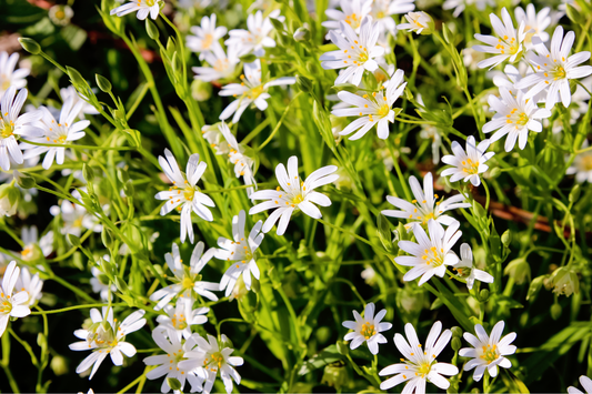 Organic Chickweed Stellaria Media Herb & Flower Seeds heirloom non-gmo organic garden seeds