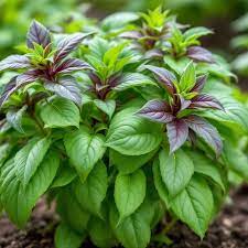 Corsican Basil (Organic) Seeds
