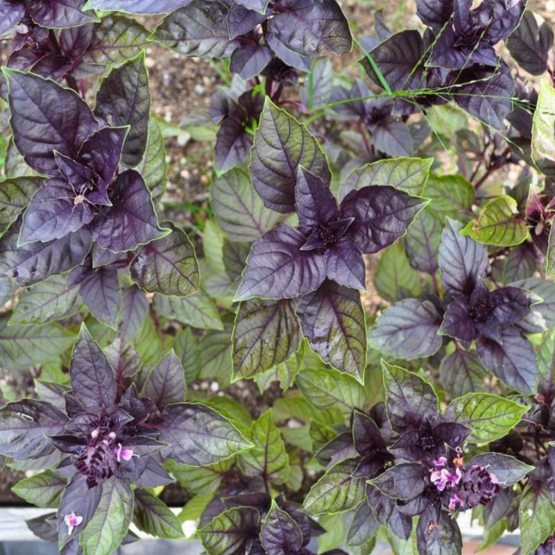 Corsican Basil Organic Seeds heirloom non-gmo organic garden seeds
