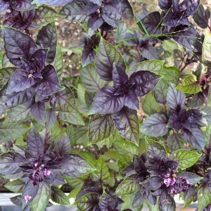 Corsican Basil Organic Seeds heirloom non-gmo organic garden seeds