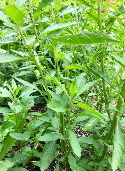 Epazote (Organic) Seeds (Dysphania ambrosioides)