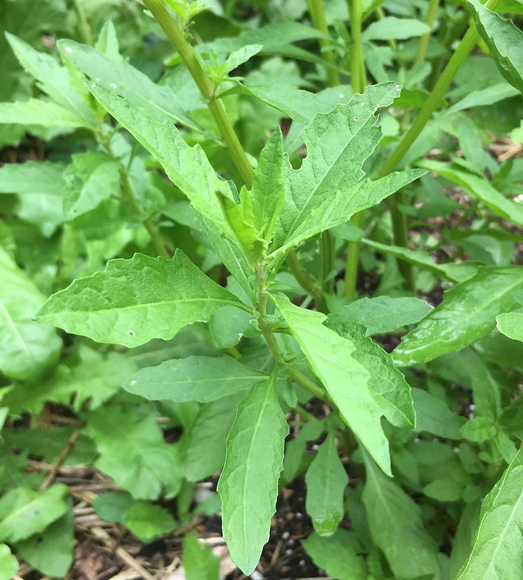 Epazote Organic Seeds Dysphania Ambrosioides heirloom non-gmo organic garden seeds