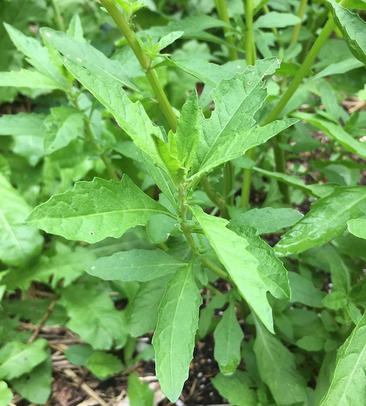 Epazote Organic Seeds Dysphania Ambrosioides heirloom non-gmo organic garden seeds